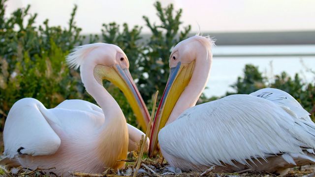 Vignette du programme télé Le mystère de l'île aux pélicans