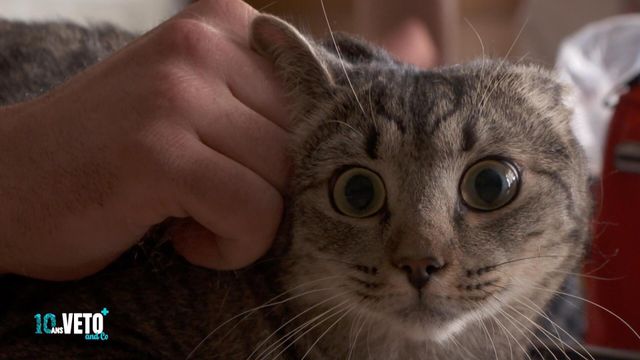 Vignette du programme télé Véto & Co - Saison 10