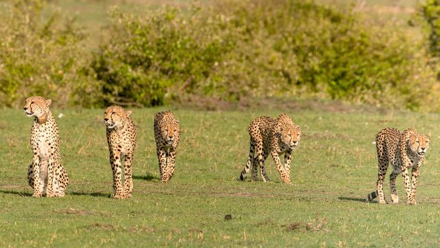 Vignette du programme télé La meute