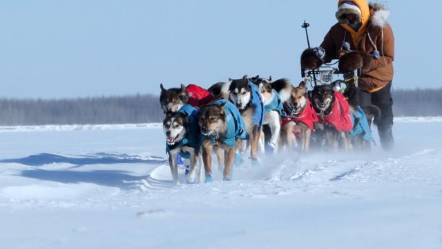 Vignette du programme télé Seuls face à l'Alaska - Saison 13