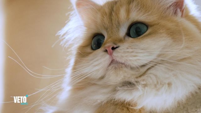 Vignette du programme télé Véto & Co - Saison 10