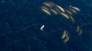 Vignette du programme télé Une planète, deux mondes sauvages (Hémisphère Sud) (1/2)