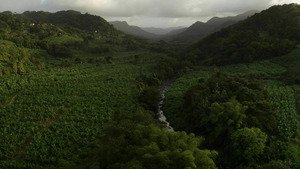 Vignette du programme télé Les Antilles empoisonnées, la banane et le chlordécone