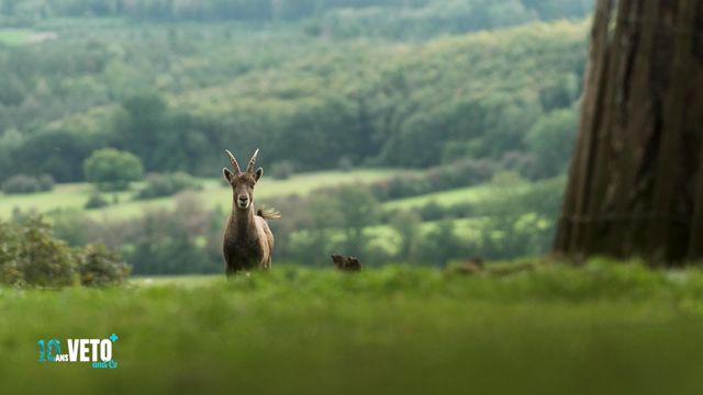 Vignette du programme télé Véto & Co - Saison 10