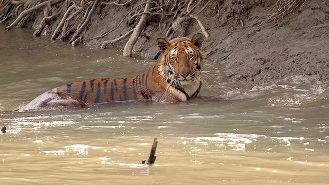 Vignette du programme télé Sundarbans, le dernier royaume du tigre