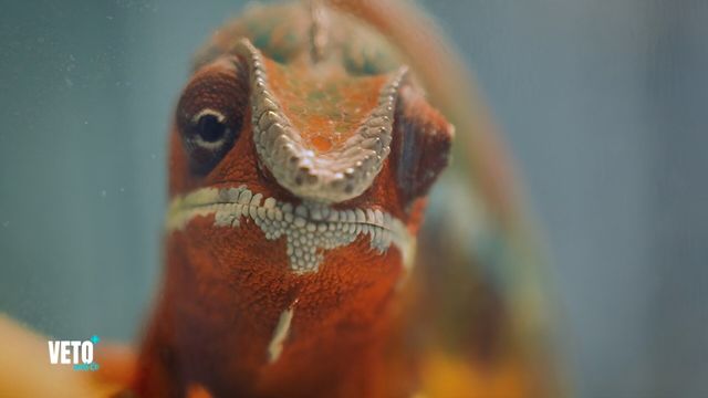 Vignette du programme télé Véto & Co - Saison 10