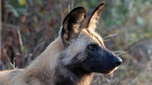 Vignette du programme télé Sur la piste des chiens sauvages d'Afrique (Bientôt la saison des pluies) S1 (6/6)