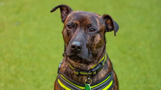 Vignette du programme télé Dog House : un chien pour la vie - Saison 3