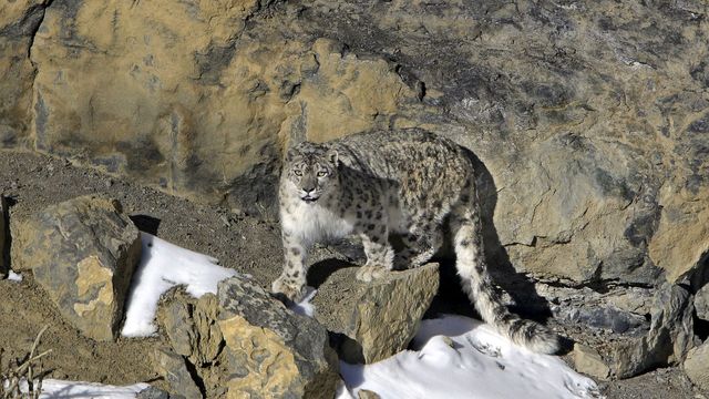 Vignette du programme télé Himalaya, la quête du léopard des neiges