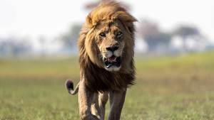 Vignette du programme télé Sur la terre des grands félins (Les jeunes héritiers) S1 (3/6)