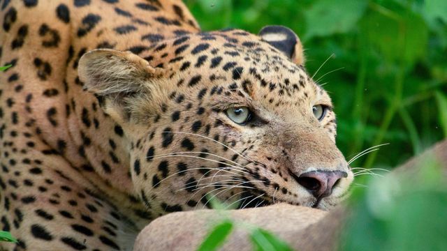 Vignette du programme télé Dynastie de léopards : La guerre du trône