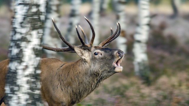Vignette du programme télé Le cerf élaphe, roi des forêts ?