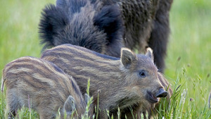 Vignette du programme télé Sangliers & Cie