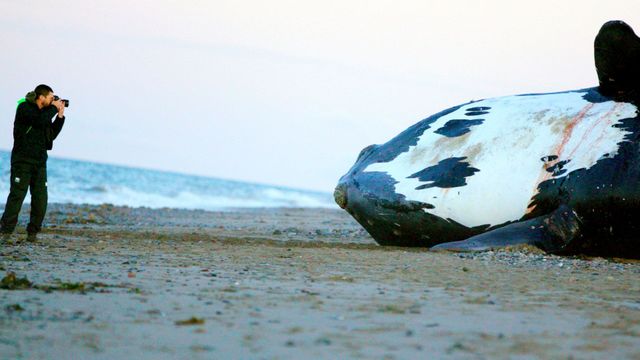 Vignette du programme télé Les dernières baleines franches