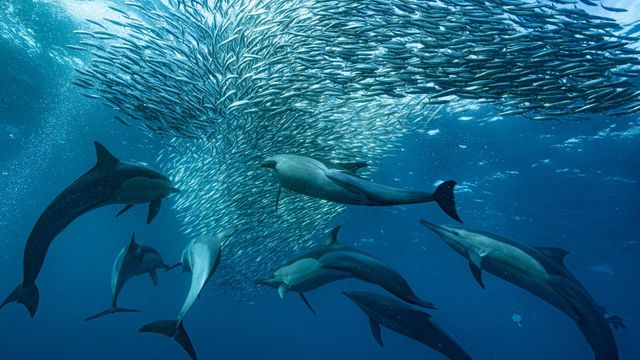 Vignette du programme télé La grande migration des poissons d'argent