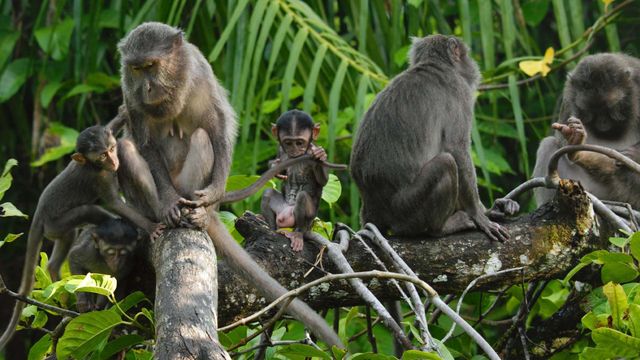 Vignette du programme télé Les îles Nicobar, renaissance d'un archipel
