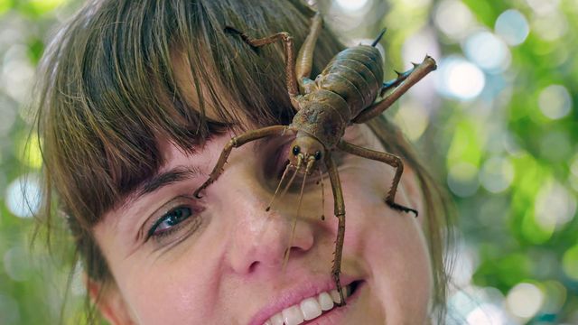 Vignette du programme télé Nouvelle-Zélande, embarquement pour un voyage inédit