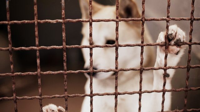 Vignette du programme télé Sans collier