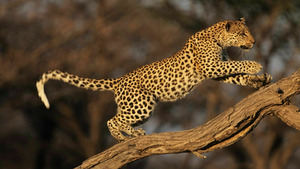 Vignette du programme télé Sur la piste des chiens sauvages d'Afrique (La visite des éléphants) S1 (5/6)