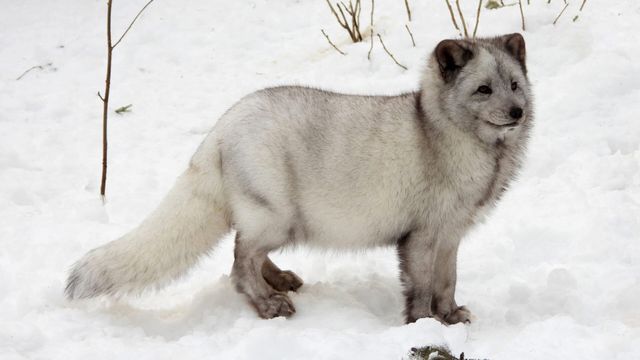 Vignette du programme télé La Suède, un bain de nature : Le Norrland