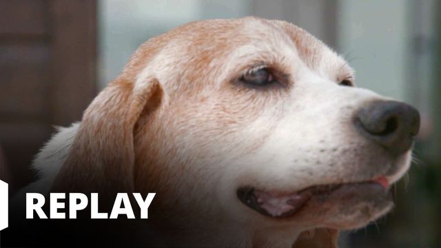 Vignette du programme télé Sans collier