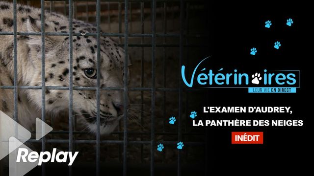 Vignette du programme télé Vétérinaires, leur vie en direct - Saison 2