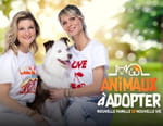 Vignette du programme télé Animaux à adopter : nouvelle famille pour une nouvelle vie