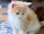Vignette du programme télé Chiots & chatons, 3 mois pour devenir grand