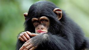 Vignette du programme télé Le regard du singe