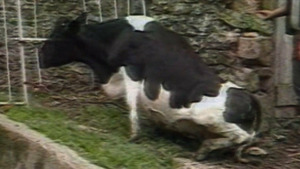 Vignette du programme télé Vache folle, la Bretagne au coeur de la crise