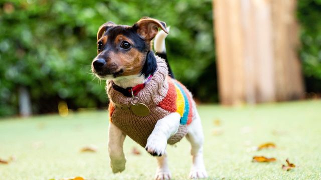 Vignette du programme télé Dog House : un chien pour la vie - Saison 3