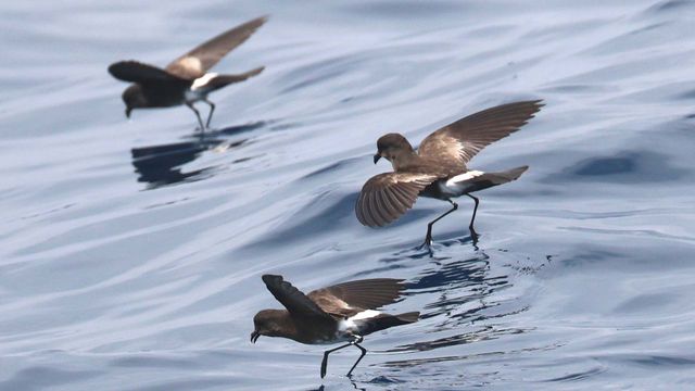 Vignette du programme télé Chili, les messagers invisibles du désert d'Atacama