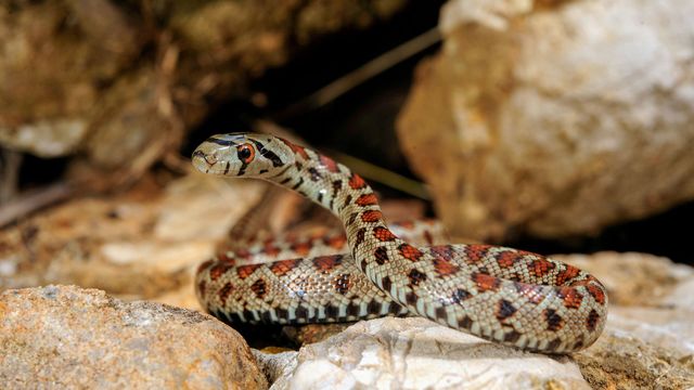 Vignette du programme télé La Grèce sauvage - Saison 1