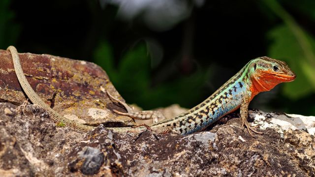 Vignette du programme télé La Grèce sauvage - Saison 1