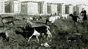 Vignette du programme télé Le ventre de Paris