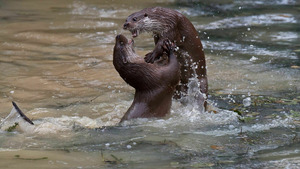 Vignette du programme télé Le retour des loutres d'Europe