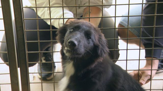 Vignette du programme télé Animaux à adopter : nouvelle famille pour une nouvelle vie - Saison 8