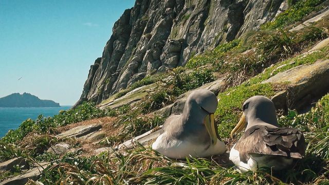 Vignette du programme télé Nouvelle-Zélande, embarquement pour un voyage inédit