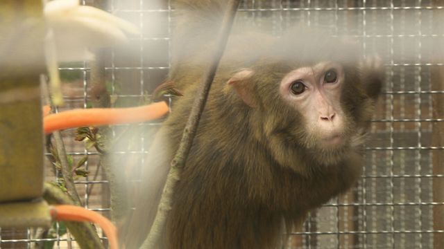 Vignette du programme télé La Tanière, le zoo-refuge de l'espoir