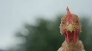 Vignette du programme télé Produits fermiers : à boire et à manger ?