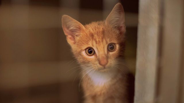 Vignette du programme télé Sans collier - Saison 1
