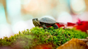 Vignette du programme télé Petits animaux, grandes aventures (Un refuge à tout prix) S1 (1/3)