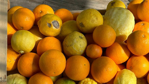 Vignette du programme télé Les fées anti-gaspi, en Provence verte