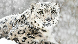 Vignette du programme télé Survivre à l'hiver