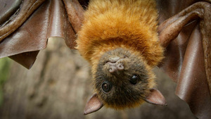 Vignette du programme télé Caméras espions en terre animale (Sous les tropiques) S2 (1/4)