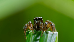 Vignette du programme télé Une planète, sept mondes sauvages (Australie) S1 (4/7)