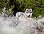 Vignette du programme télé Les loups, sauveurs du parc de Yellowstone