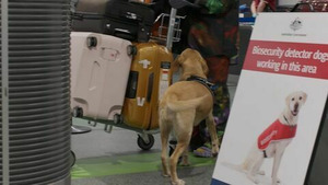 Vignette du programme télé Douanes sous haute surveillance S16 (15/20)