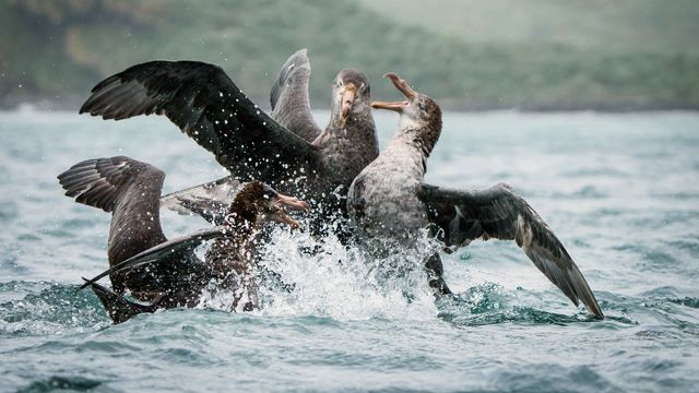 Vignette du programme télé Le peuple des tempêtes