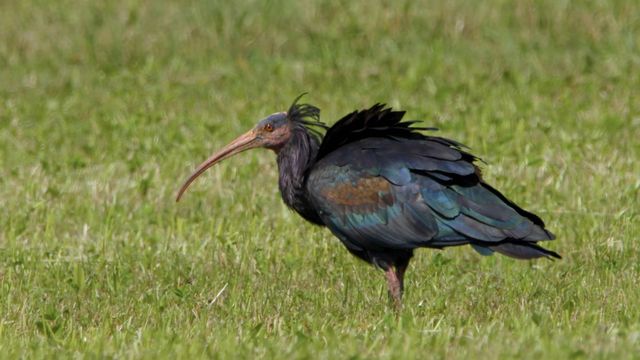 Vignette du programme télé Ibis chauve : le retour d'un oiseau rare